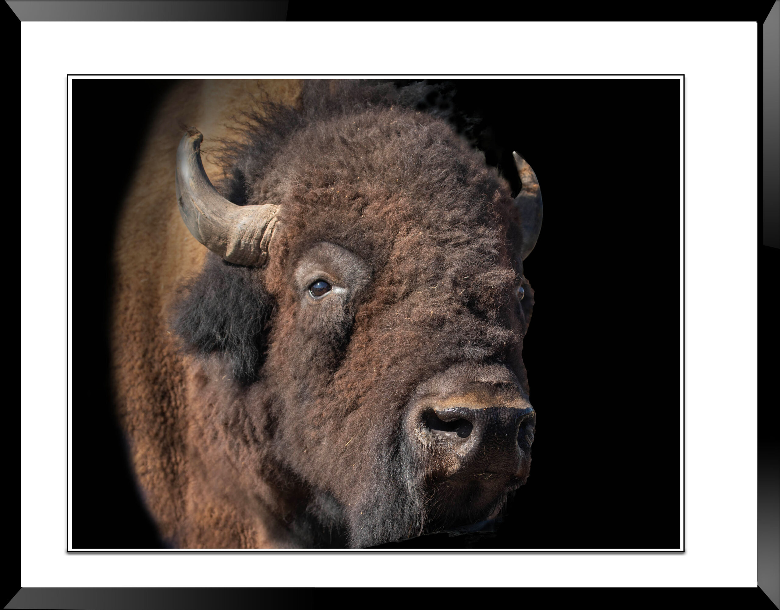 Early(TexaJack) TexasBison #Bison #yellowstone